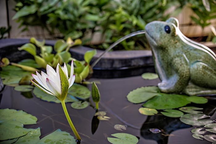 Frog in Lily Pond